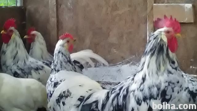 kokoši in petelin jajca