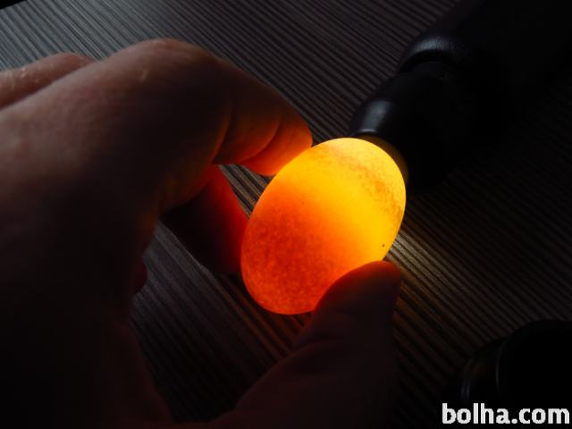 Luč za pregled oplojenosti valilnih jajc