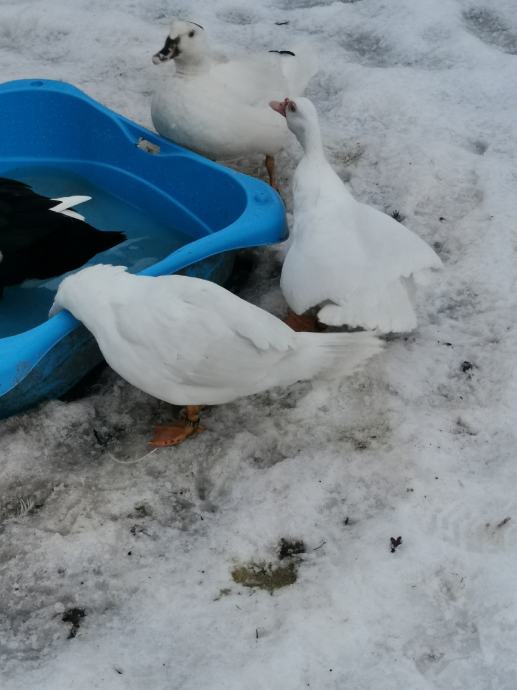 Neme Racking neme račke samičke