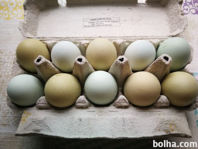 Olive egger, zelena valilna jajca