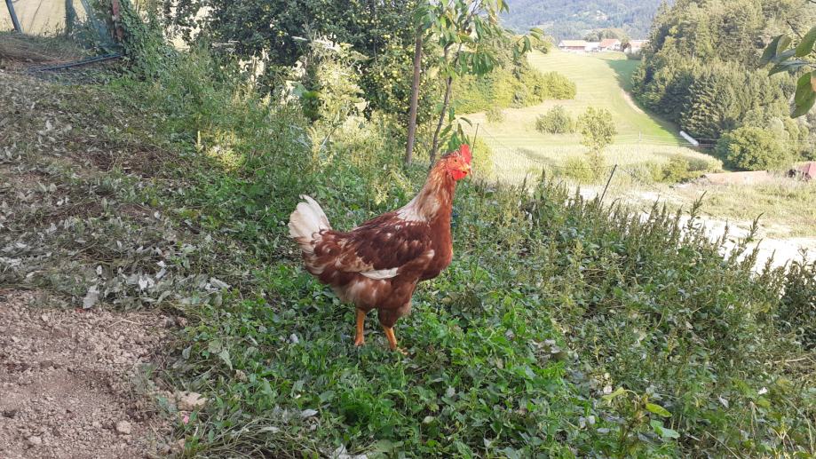 petelin 2x, kokoš 2x