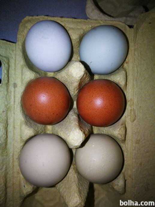 Pisana valilna jajca (modra, zelena, rdeca) araukana, olive egger