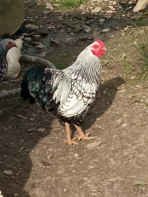 Pritlikava viandotska kokoš