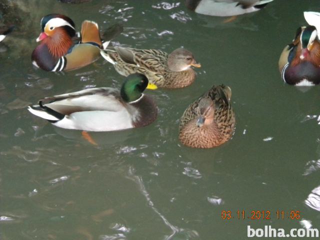 Racman Raca Prodam race, raca, racman call duck (nemška pritlikava)