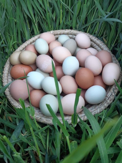 Valilna jajca mešanih pasemskih kokoši