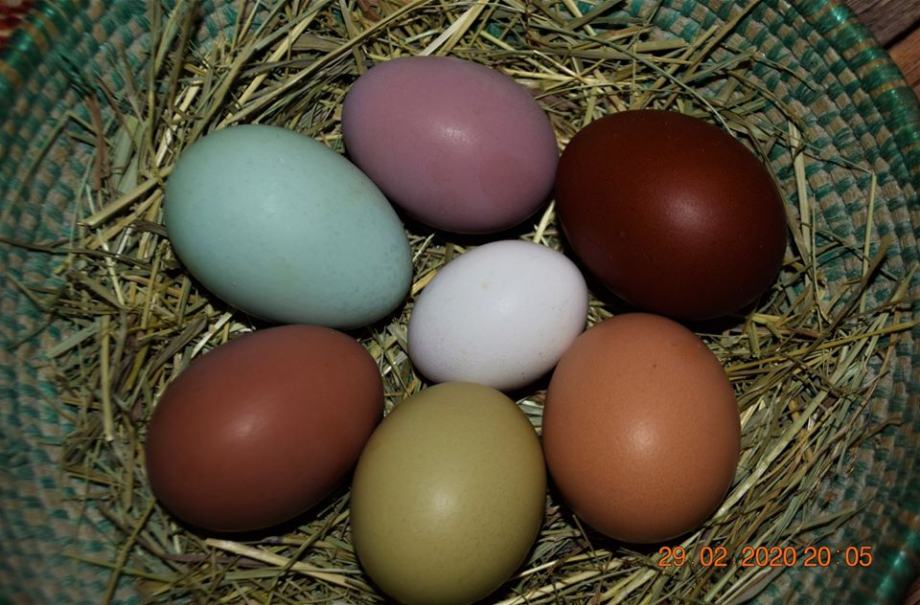 Na voljo barvna valilna jajca..