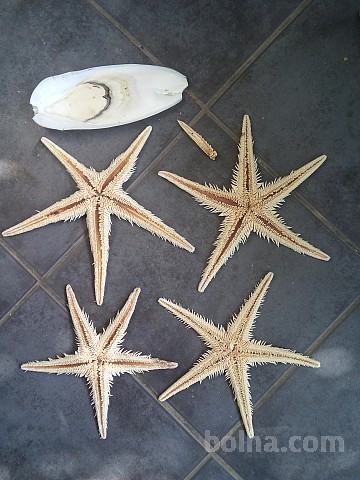 Okrasne morske zvezde+školjke+mreže