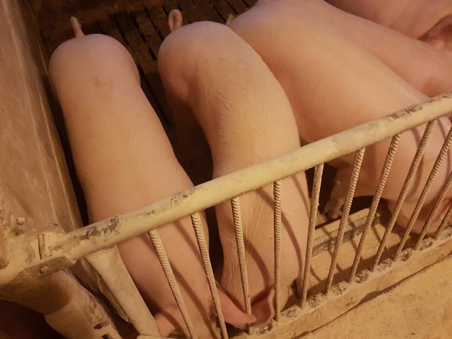 Prašiči, svinje-zelo mesnate pasme, nemastne cca. 130- 150kg