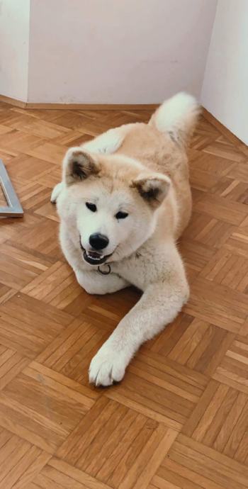 Akita inu mladički