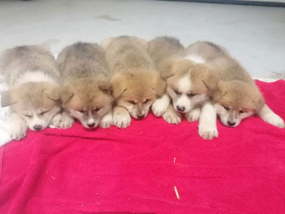 Akita inu mladički