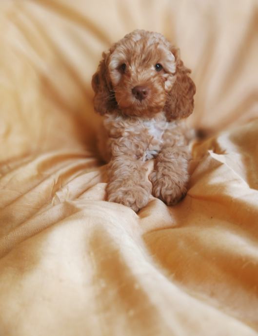 AMERISKI DESIGNER COCKAPOO MLADICEK