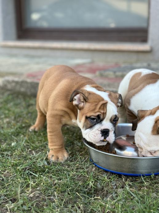 angleški buldog, english bulldog