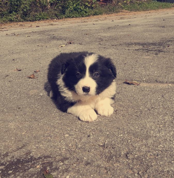 Border Collie