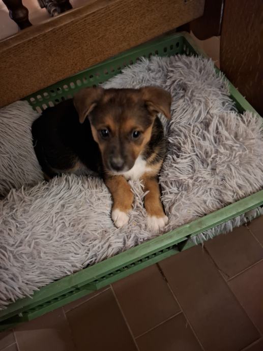 Jack russell terier black and tan
