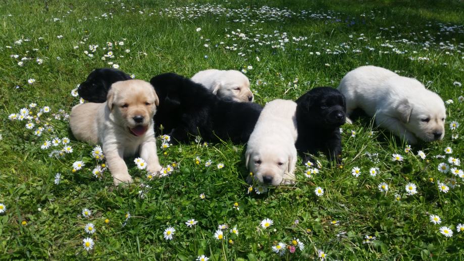 LABRADOREC - LABRADOR - mladički kratkodlaki
