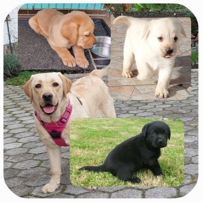 LABRADOREC - LABRADOR - mladički pšenično rjave samičke
