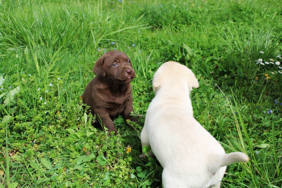 Labradorec, Labradorci psički rjave (čokoladne), črne in bele barve