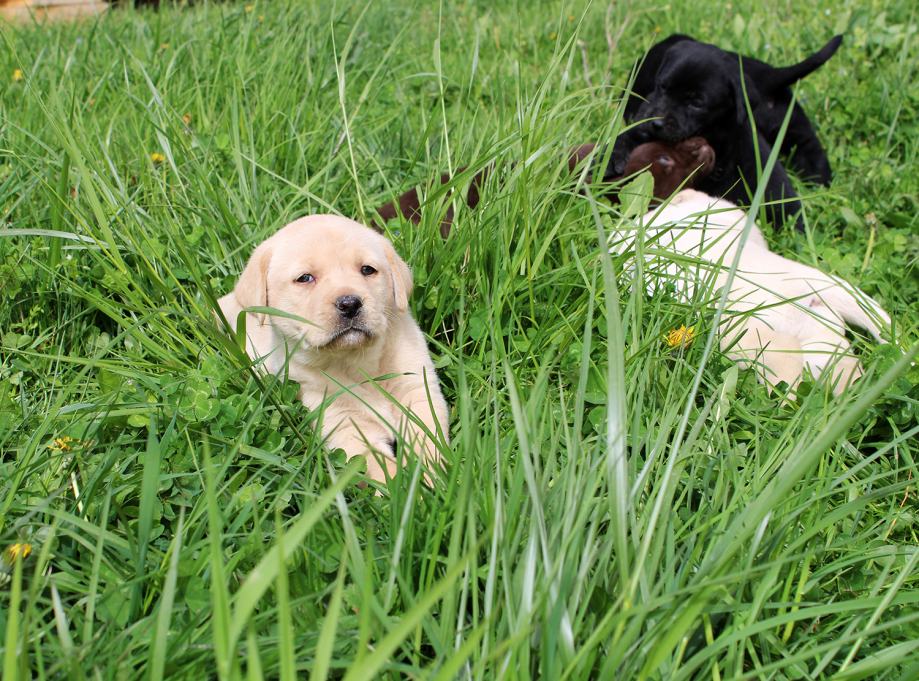 Labradorec, Labradorci psički rjave (čokoladne), črne in bele barve