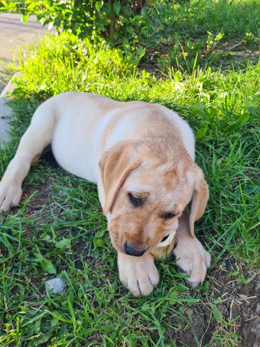 Labradorec, Labradorci psički rjave (čokoladne), črne in bele barve