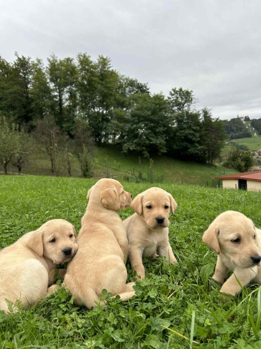 Labradorec - leglo