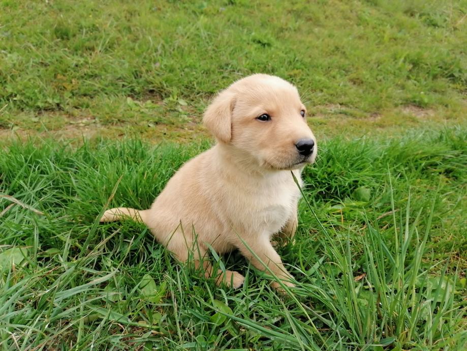 LABRADOREC mladiček