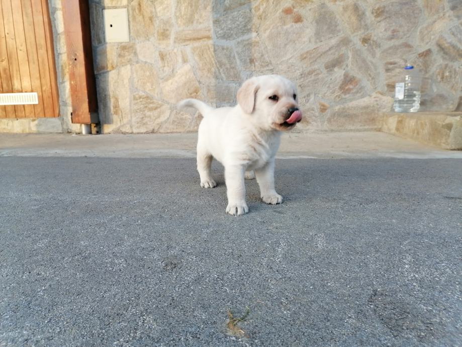 Labjack Slovesko Labradorec - mladički (rezervacija)
