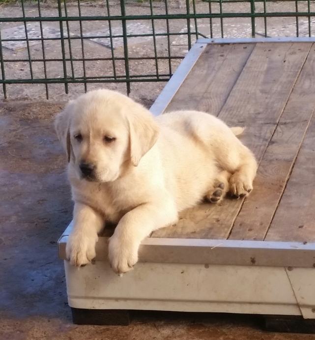 LABRADOREC - mladički, že za ODDAJO