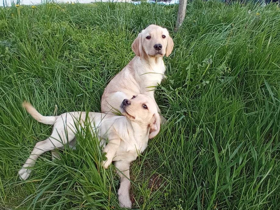 LABRADOREC
