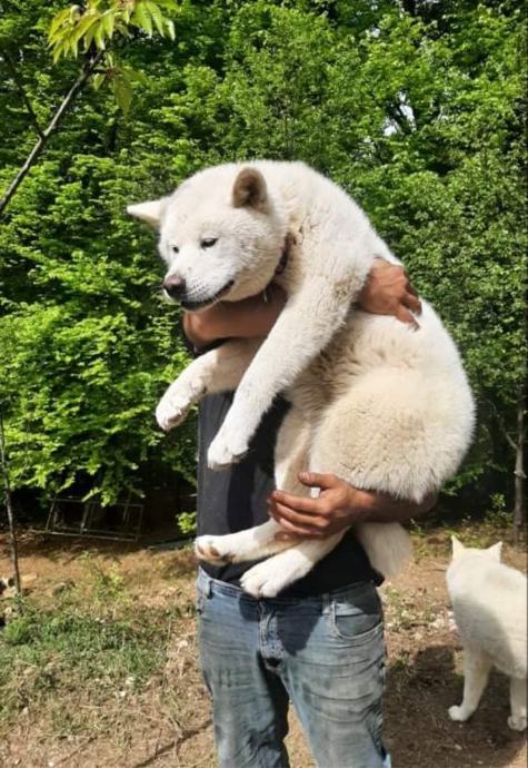 čistokrvna Japonska Akita Inu