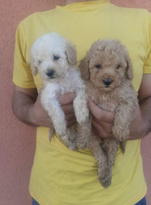Mini pudle , toy ter maltipoo
