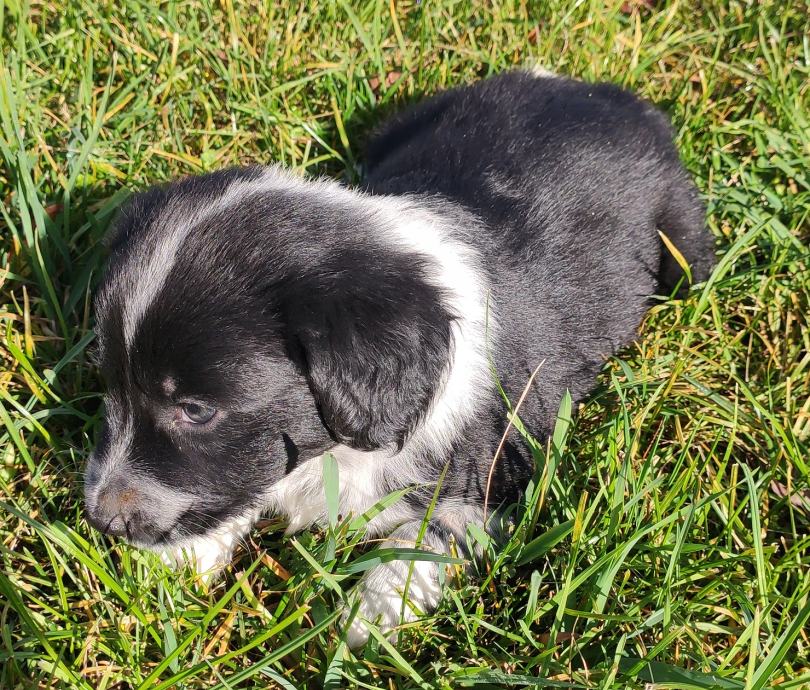 Mladiči mešančki border collie, angleški špringer španjel