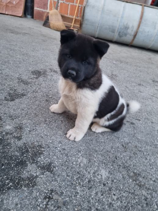 Akita mladički