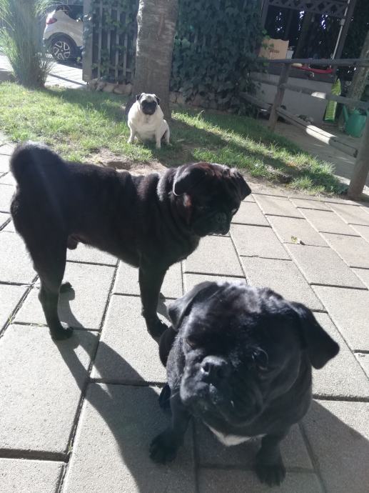 Prodamo mladičke MOPS