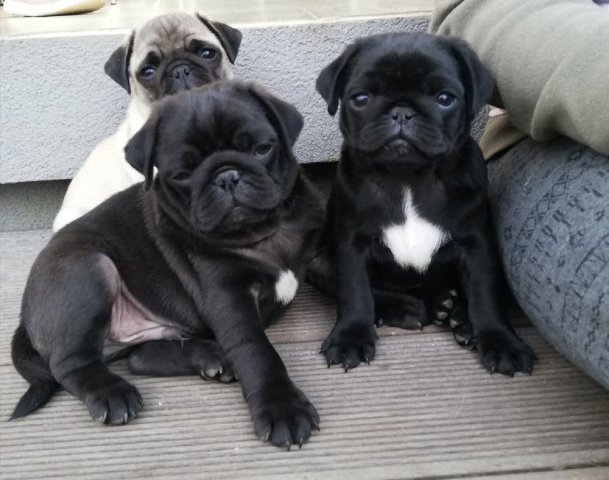 Prodamo mladičke MOPS