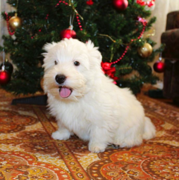 West Highland White Terrier, Westy, Westies