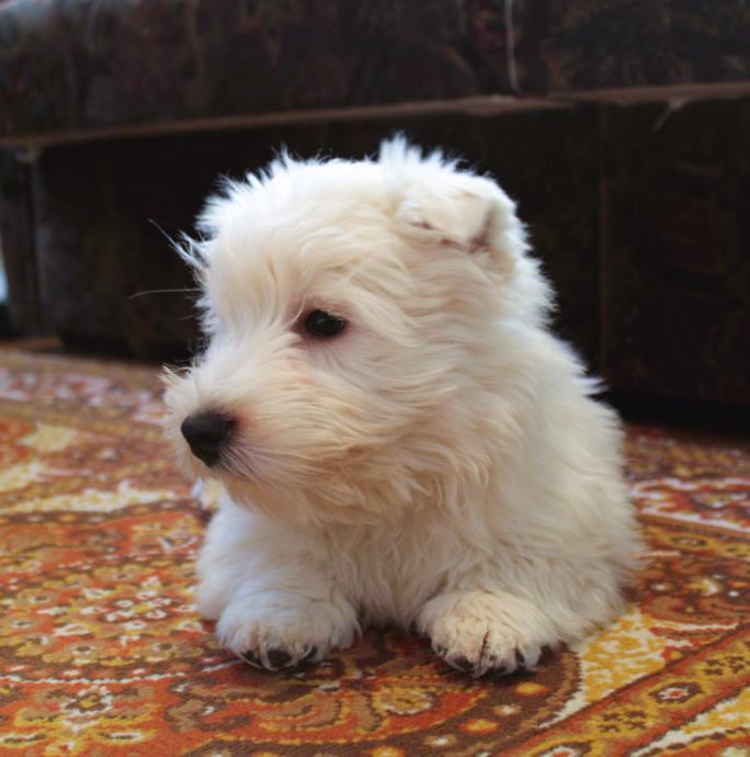 West Highland White Terrier, Westy, Westies