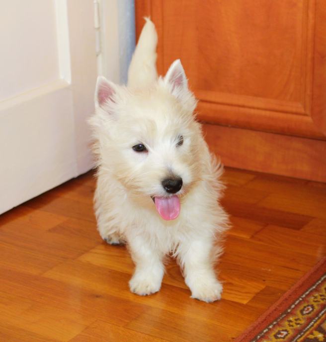 West Highland White Terrier, Westy, Westies