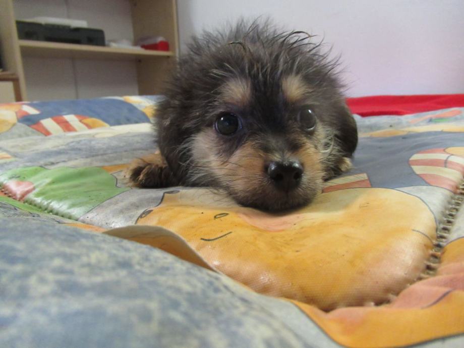TRIJE MLADI KI I EJO NOVE DOMOVE trije-mladi-ki-i-ejo-nove-domove