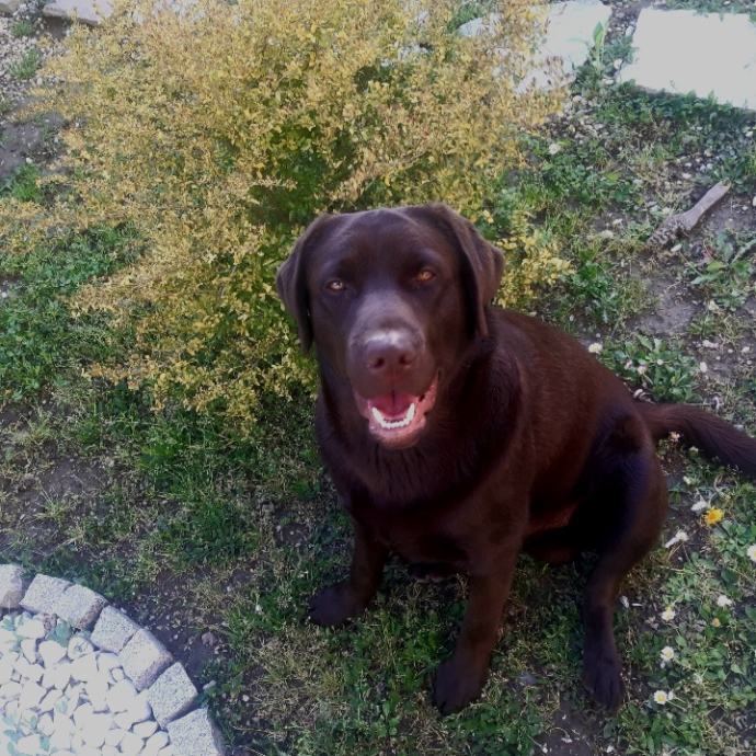 Čokoladni labradorec z rodovnikom ZA NASKOK