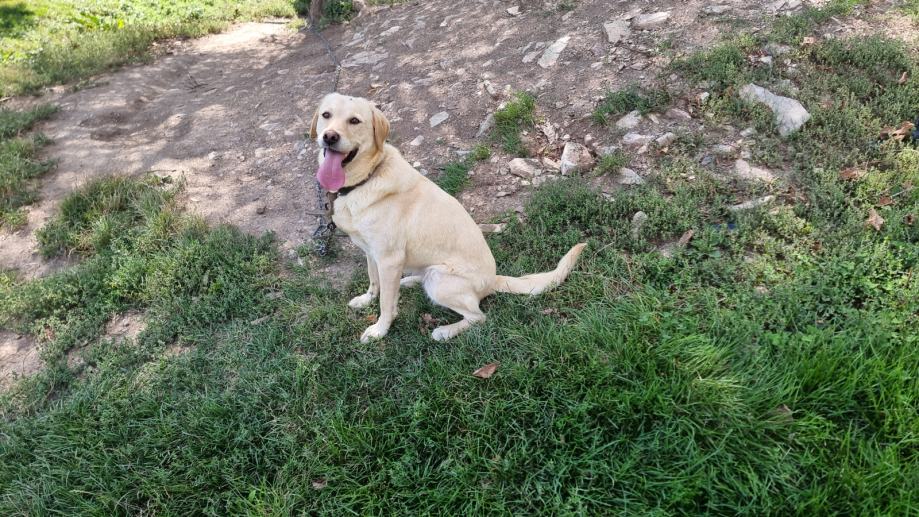 Labradorec bel