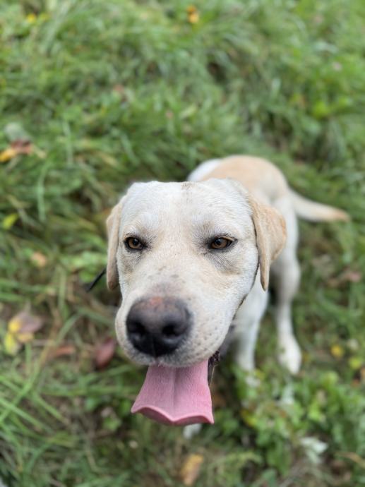 Labradorec šolan