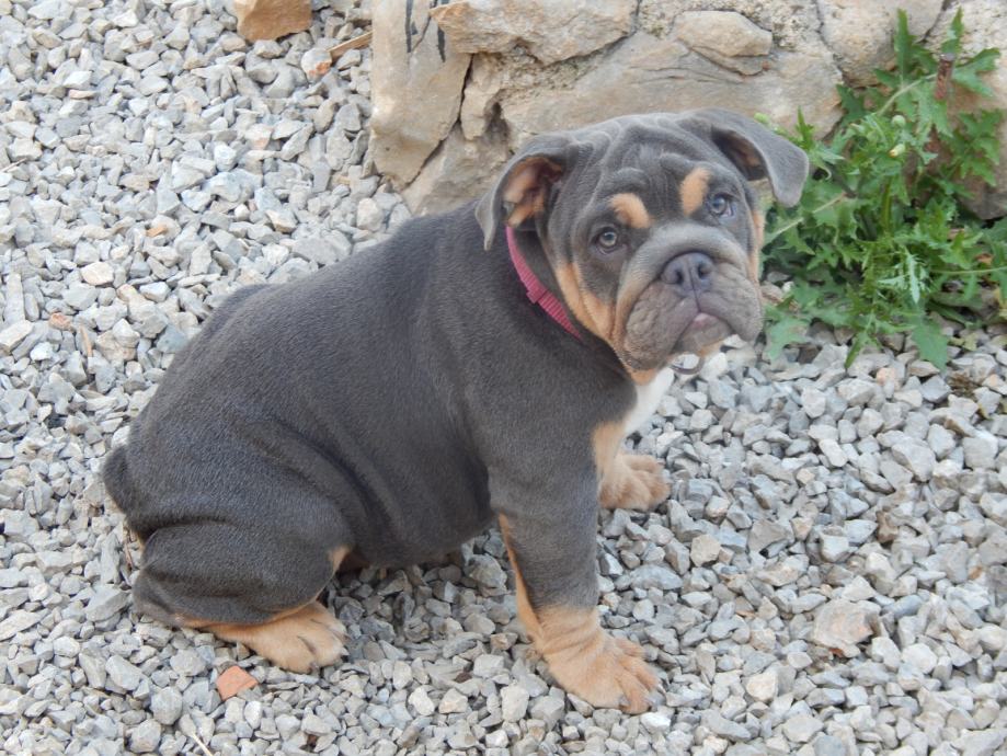 Angleški buldog