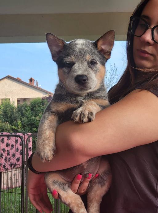 AVSTRALSKI GOVEDAR AUSTRALIAN CATTLE DOG