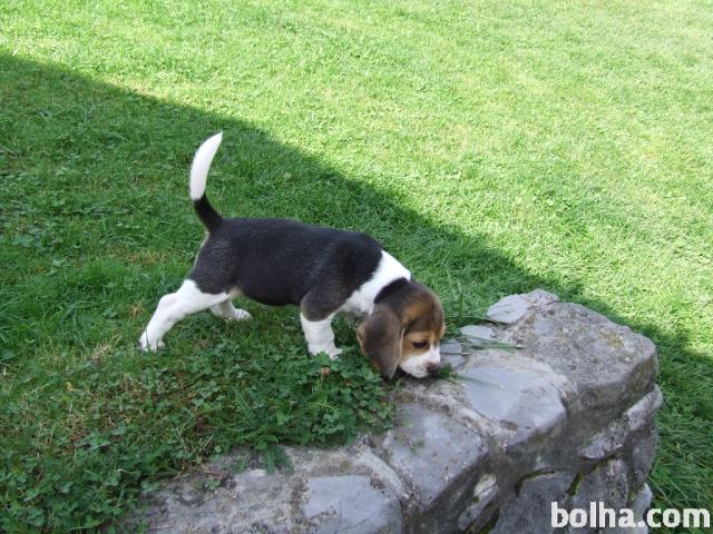 Beagle -mladićki