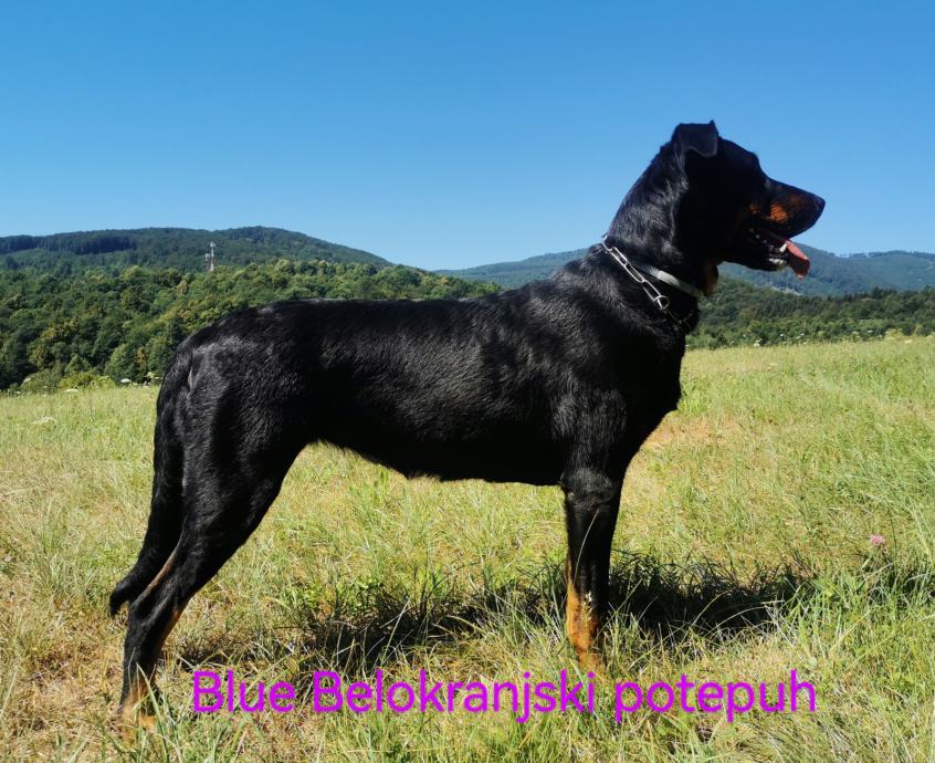 BEAUCERON FRANCOSKI OVČAR