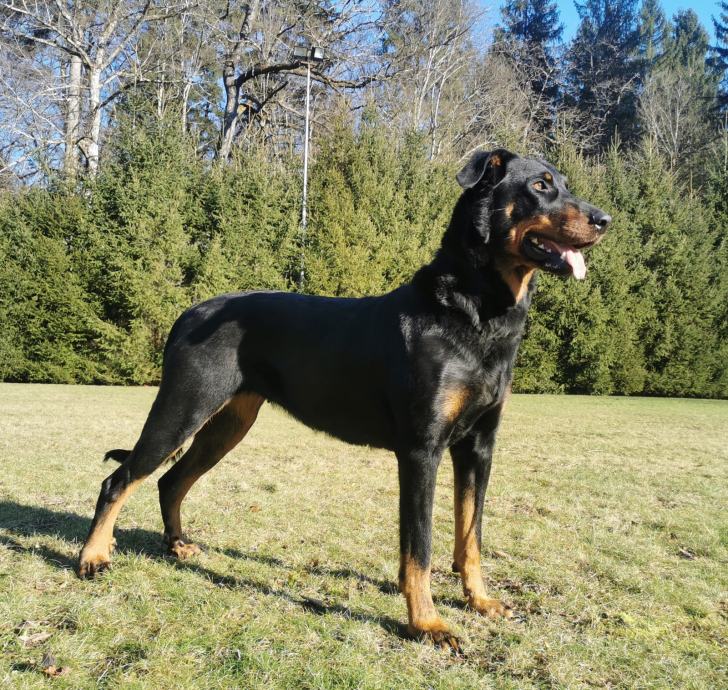 BEAUCERON FRANCOSKI OVČAR