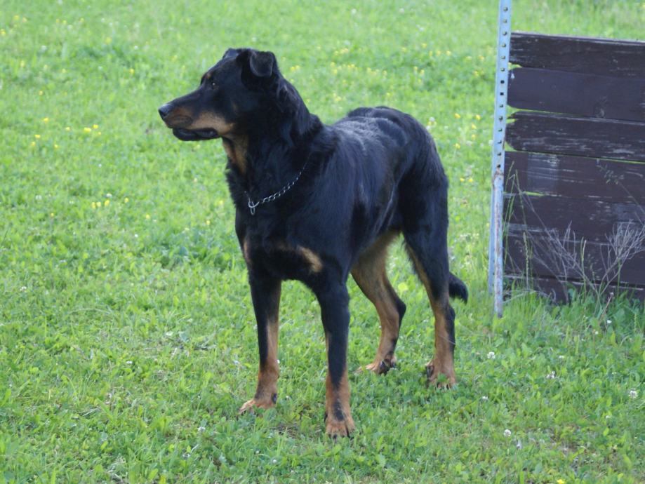 BEAUCERON FRANCOSKI OVČAR