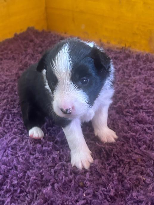 Border Collie Rott Border collie