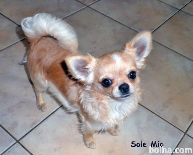 ČIVAVA Chihuahua – rodovniški samček star 7 mesecev