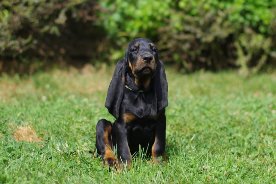 Coonhound - mladički (Črno čreslasti rakunar)